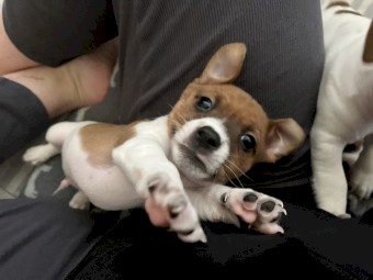 Male Jack Russell pup