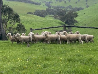 White Suffolk and Southie Rams