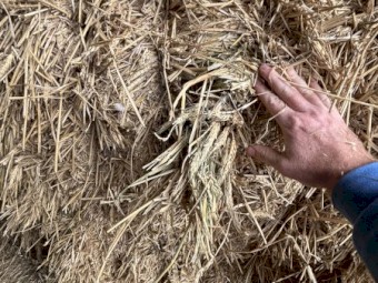 Wheaten Hay 8x4x3 Bales