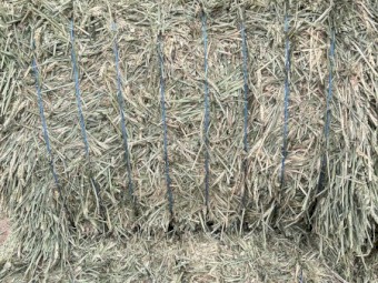 60mt Wheaten Hay 730kg 8x4x3 Bales