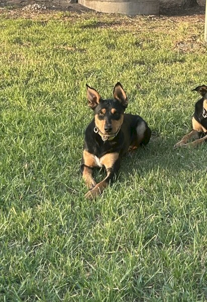 Whisper Flame - Started WKC registered kelpie