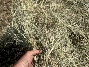 100T of humidicola hay cut with 6 knives