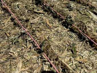 Canola Hay