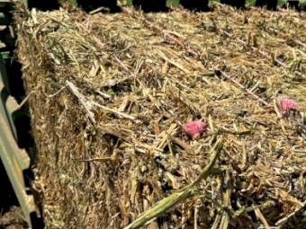 Canola Hay