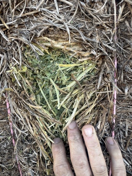 100mt Vetch Hay 8x4x3 Bales