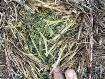 100mt Vetch Hay 8x4x3 Bales