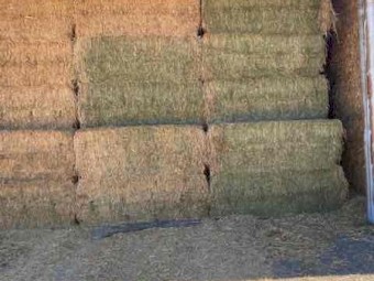 Lucerne Hay 8x3x3 Bales