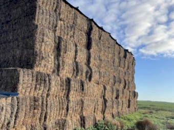 2020 Vetch hay 