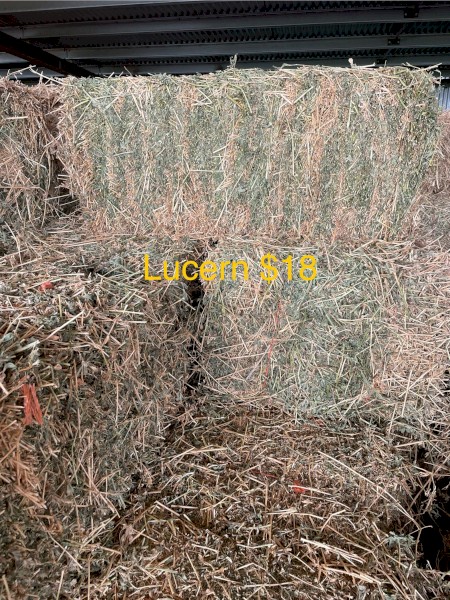2000 x Lucerne and 1000 Pasture  Small Square Bales