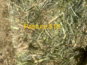 2000 x Lucerne and 1000 Pasture  Small Square Bales