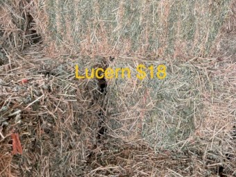 2000 x Lucerne and 1000 Pasture  Small Square Bales
