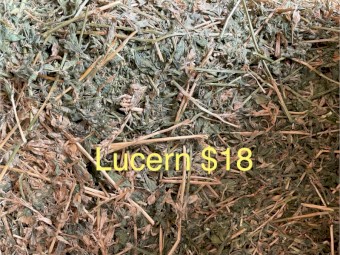 2000 x Lucerne and 1000 Pasture  Small Square Bales