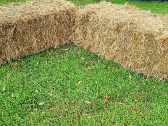Small square mix rye clover grass bales
