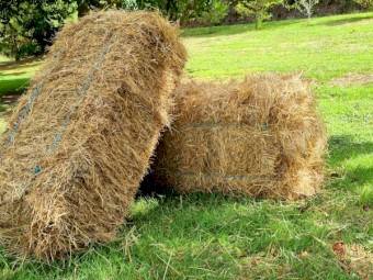 Small square mix rye clover grass bales
