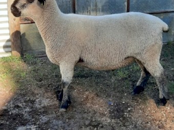 Hampshire Down Ram