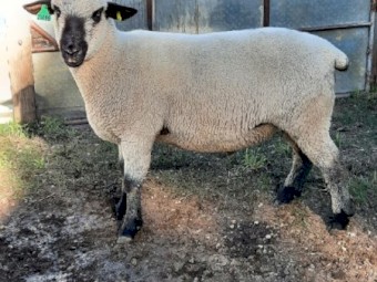 Hampshire Down Ram