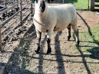 Hampshire Down Ram