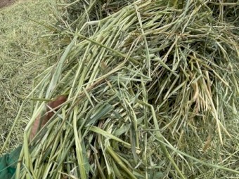 Oaten Hay 480kg 5x4 Rolls
