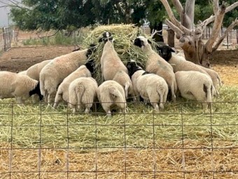 Oaten Hay 480kg 5x4 Rolls