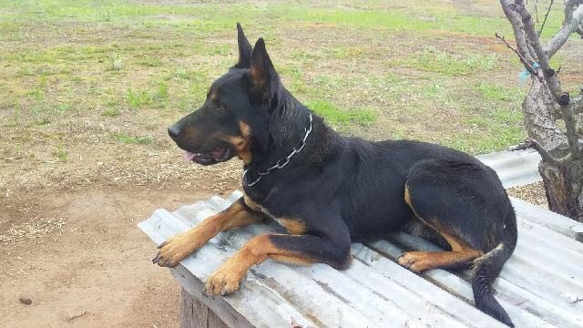 Started working dog 