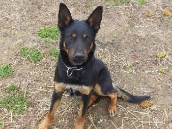 Started working dog 