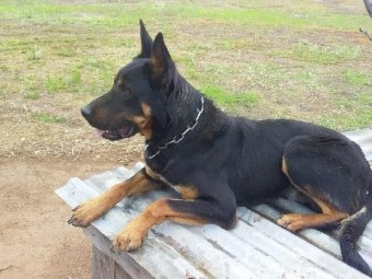 Started working dog 