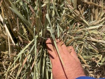 Oaten Hay 680-720kg 8x4x3 Bales
