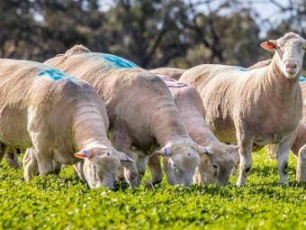 2021 Poll Dorset Rams