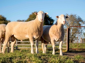 2021 Poll Dorset Rams
