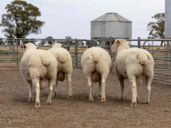 2021 Poll Dorset Rams