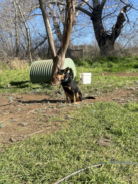kelpie 