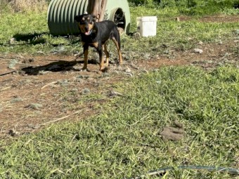 kelpie 