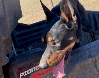 kelpie 