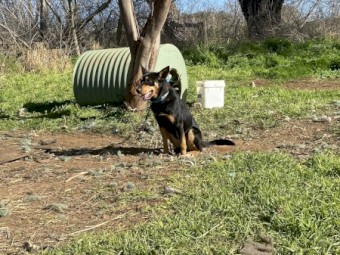 kelpie 