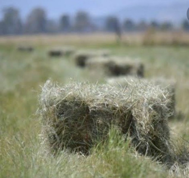 Teff Seed - Hay & Forage