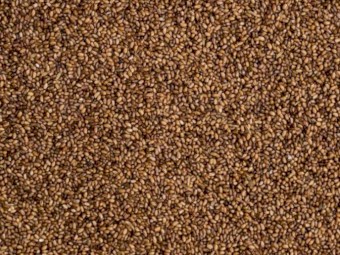 Teff Seed - Hay & Forage