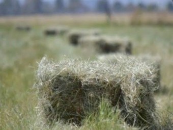 Teff Seed - Hay & Forage
