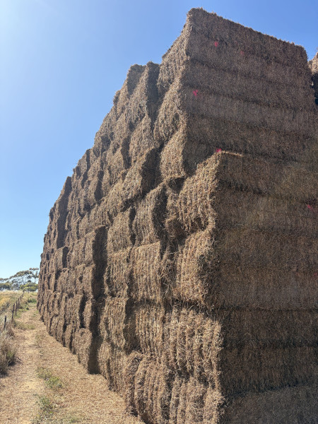 500t New season VETCH HAY P:21 ME 9.43 NDF 45% 