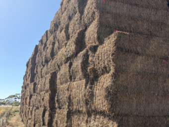 500t New season VETCH HAY P:21 ME 9.43 NDF 45% 