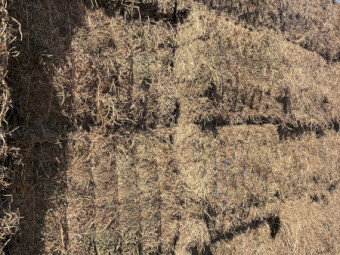 500t New season VETCH HAY P:21 ME 9.43 NDF 45% 