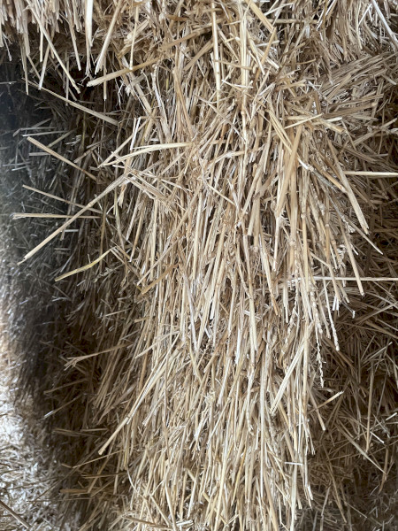 Shedded Wheaten Straw