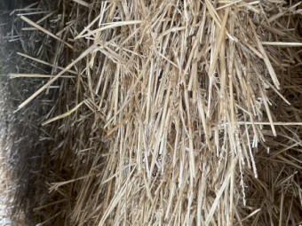 Shedded Wheaten Straw