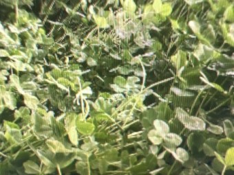 Persian Clover Seed