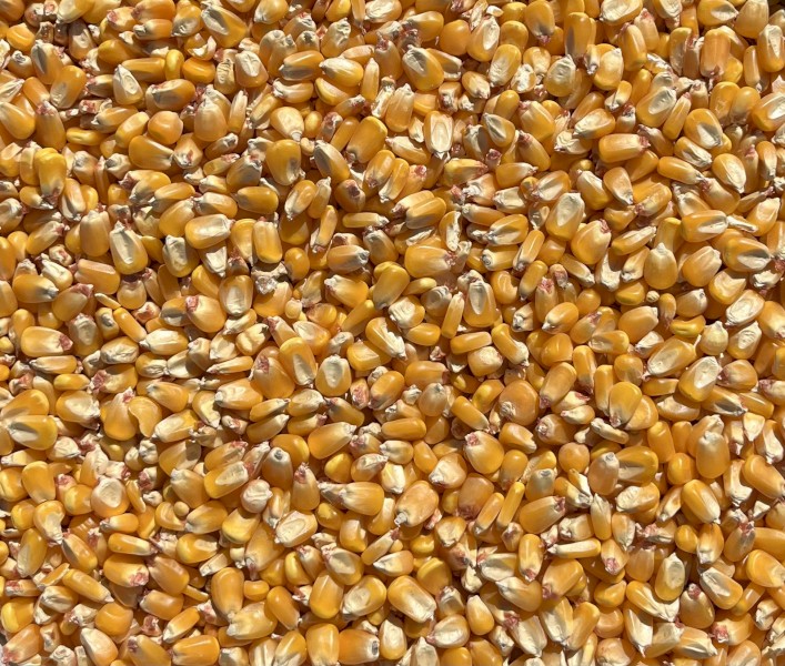 200mt Feed Corn