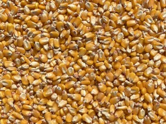200mt Feed Corn