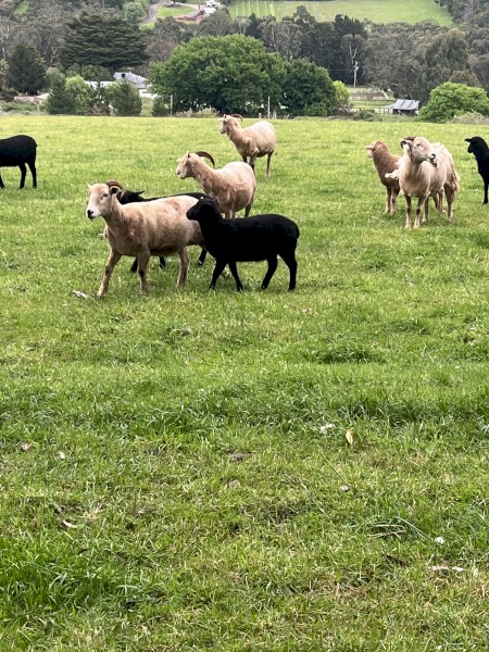 Lambs Wiltshire x Dorper