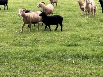 Lambs Wiltshire x Dorper