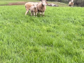 Lambs Wiltshire x Dorper