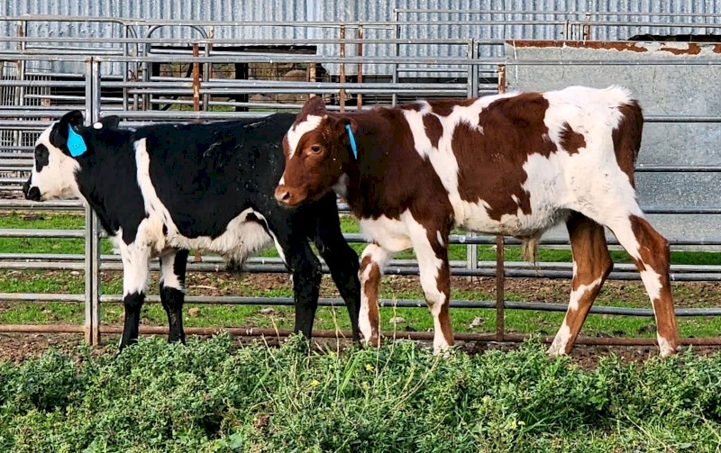 F1 Beef X Calves 