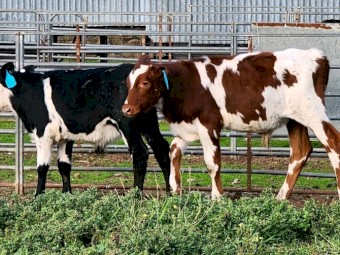 F1 Beef X Calves 